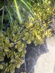 Crassula swaziensis
