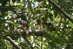 Pteroglossus castanotis