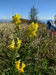 Linaria biebersteinii
