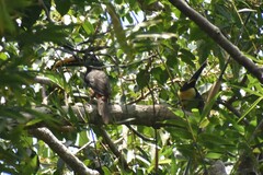 Pteroglossus castanotis