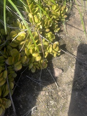 Crassula swaziensis