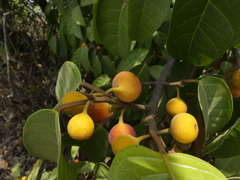 Ficus nervosa