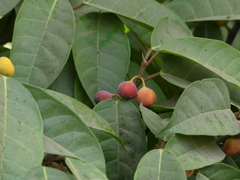 Ficus nervosa