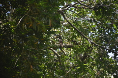 Pteroglossus castanotis