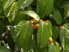 Ficus nervosa