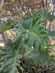 Thaumatophyllum bipinnatifidum