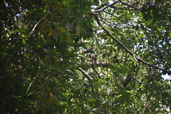 Pteroglossus castanotis