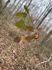 Rubus cuneifolius