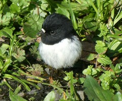 Petroica macrocephala toitoi
