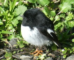 Petroica macrocephala toitoi