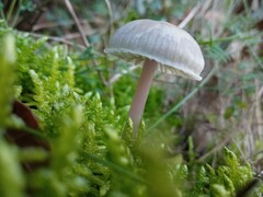Mycena pura