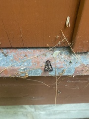 Apantesis williamsii