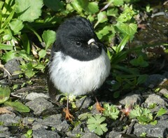 Petroica macrocephala toitoi