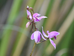 Bletia purpurea