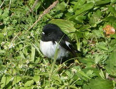 Petroica macrocephala toitoi