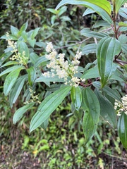 Miconia theizans