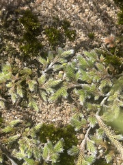 Selaginella dregei