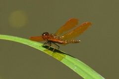 Perithemis