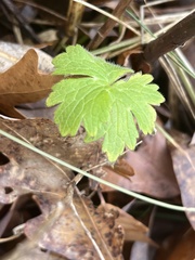 Geranium molle