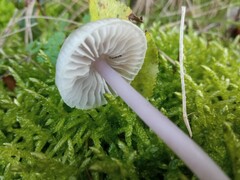 Mycena pura