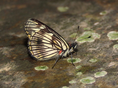 Gnathotriche exclamationis