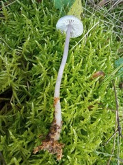 Mycena pura