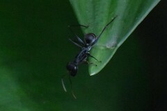 Gigantiops destructor