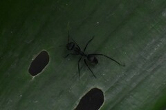 Gigantiops destructor