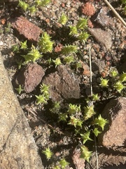 Crassula lanceolata