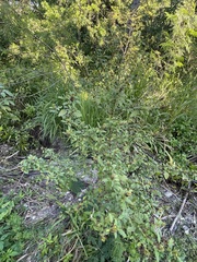 Malvastrum americanum