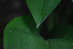 Gigantiops destructor