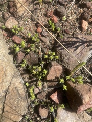 Crassula lanceolata