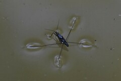 Limnogonus