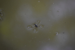 Limnogonus