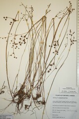 Juncus × nodosiformis