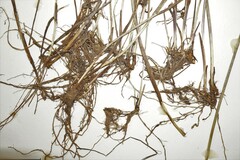 Juncus × nodosiformis