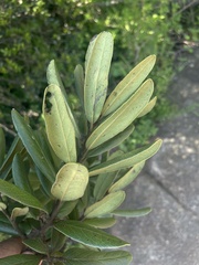 Euclea natalensis magutensis