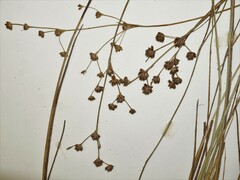 Juncus × nodosiformis