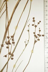 Juncus × nodosiformis