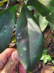 Ternstroemia stahlii