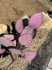 Opuntia santa-rita