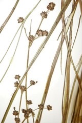 Juncus × nodosiformis