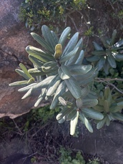 Euclea natalensis magutensis