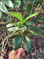 Ternstroemia stahlii