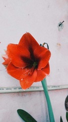 Hippeastrum hybridum