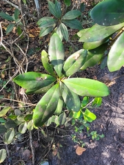 Ternstroemia stahlii