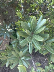 Euclea natalensis magutensis