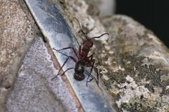 Dolichoderus decollatus