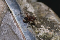 Dolichoderus decollatus