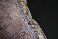 Dolichoderus decollatus